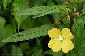Image result for Ludwigia octovalvis