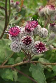 Image result for Costus