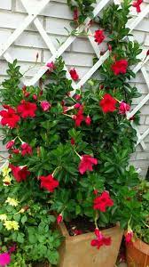 Dipladenia Google Search Trepadeiras Floridas Belos Jardins Jardins Pequenos