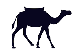 The bactrian camel, native of central asia, has two humps, while the dromedary, that lives in north africa and arabia, has only one. Free Photo Cute Animal Wildlife Camel Safari Africa Mammal Max Pixel