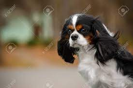 November 2, 2016 // author: Die Hunderasse Cavalier King Charles Spaniel Braun Und Weiss Close Up Lizenzfreie Fotos Bilder Und Stock Fotografie Image 70201493