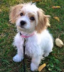 A daily walk and a game of fetch or some other activity will provide some mental stimulation as well. Coco The Mixed Breed Cute Dog Mixes Bichon Frise Puppy Cute Puppy Names