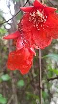 Image result for Hionanthera