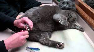 Process time can range from five to gently slide the nail cap with glue onto the cat's claw. Cat Nail Caps What Are The Pros Cons Excited Cats