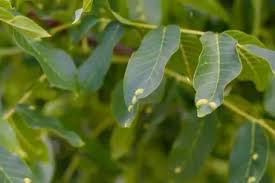 Image result for antraknóza ořešáku