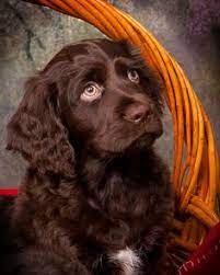 Find the perfect boykin spaniel puppy for sale in north carolina, nc at puppyfind.com. Cocker Spaniel Puppies For Sale In Georgia