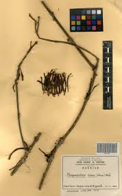 Image result for Phragmanthera capitata