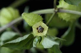 Image result for Physalis lagascae