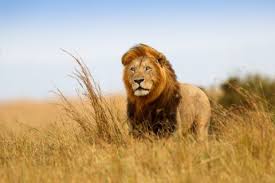 Physically, lions are a tawny golden color, and are the only cats whose sexes can be told apart at a distance. Lions The Uniquely Social King Of The Jungle Live Science
