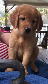 We did not find results for: Our Goldens Companiongoldens Red Golden Retriever Puppy Red Retriever Puppy Golden Retriever