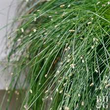 Image result for Isolepis