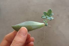 Check out our succulent leaf root selection for the very best in unique or custom, handmade pieces from our shops. How To Propagating Succulents The Blog At Terrain Terrain