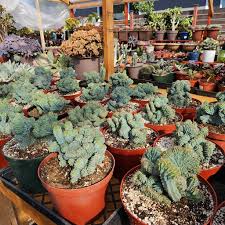 Image result for Myrtillocactus geometrizans