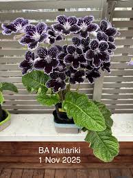 Image result for Streptocarpus sp.nov. aff. S. grandis