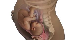 38 Semanas De Gravidez Babycenter