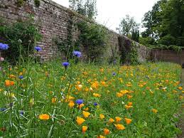 Maybe you would like to learn more about one of these? British Wildflowers And Plug Plants Uk Meadow Flowers Bee Friendly