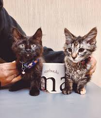 We have merged cat care clinic sammamish with our main facility, cat care clinic bellevue. Cat Care Clinic Bellevue Home Facebook