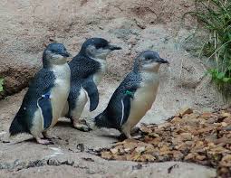 Penguins are a group of aquatic flightless birds. Little Blue Fairy Penguin Online Learning Center Aquarium Of The Pacific
