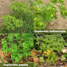 Image result for Euphorbia granulata