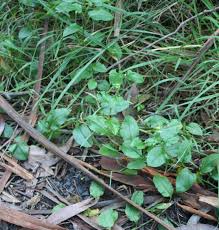 Image result for Loxogramme latifolia