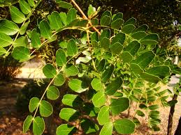 Image result for Tara spinosa