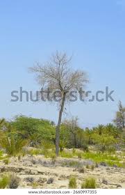Image result for Acacia xanthophloea