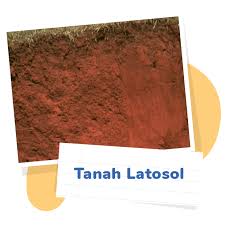 Contoh jenis tanaman ini adalah bonsai. Jenis Jenis Tanah Dan Persebarannya Pahamify Teman Persiapan Utbk