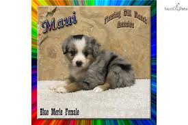 Our miniature australian shepherds came to us thru a friend and we have owned them ever since. Maui Miniature Australian Shepherd Puppy For Sale Near Dallas Fort Worth Texas A3f62905 3c41