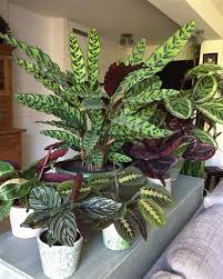 We did not find results for: Rattlesnake Plant Calathea Lancifolia Care And Growing Guide Balcony Decoration Eco Friendly Garden Ideas