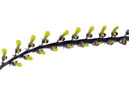 Image result for Bulbophyllum falcatum