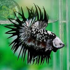 Betta Splendens On Instagram Amazing Bettacoholic Aquariumfish Siamesefightingfish Bettas Bettasplendens Bettafi Betta Betta Fish Tank Pet Fish