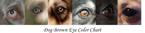 Dog Brown Eye Chart Daily Dog Discoveries