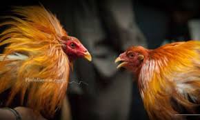 Download now yang membutuh kan bibit unggul ayam philipina. Kaki Ayam Filipina Archives Peduliayam