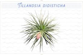 Without visual acknowledgment tools, users. 18 Types Of Air Plants For Your Home Ftd Com