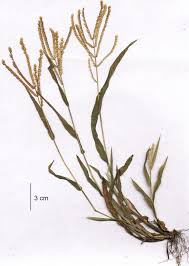 Image result for Acrachne