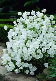 Check spelling or type a new query. 62 Gardening White Green Ideas Plants Perennials White Gardens