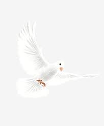 White Dove Illustration White Pigeon Illustration Png Transparent Clipart Image And Psd File For Free Download Dove Images White Doves Illustration