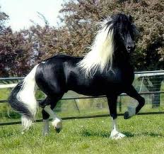 11 Twitter Horses Beautiful Horses Pretty Horses