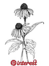 Wall Moral Tattoos In 2019 Pinterest Flower Sketches Flowers And Botanical Drawings Flower Art Drawing Flower Sketches Flower Drawing