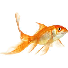 Fish and game forecast louisiana. Fishing Forecast Boise Fishing Reports