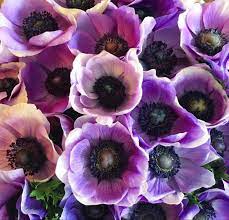 Anemone Anemone Flower Flowers For Sale White Anemone Flower