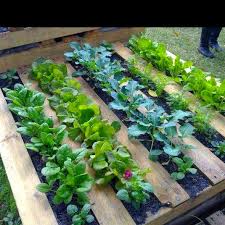 Learn To Make A Pallet Garden In 7 Easy Steps Pallet Garden Pallets Garden Garden Beds