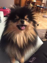 Yeontan Bts Dogs Taehyung Bts