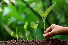 Even for pests to which a plant species is susceptible, the plant species often contains a genetically controlled variablity in degree of susceptibility. Host Plant Resistance To Western Flower Thrips In Arabidopsis Wur
