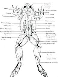 Hw 8031 Diagram Of The Frog Wiring Diagram