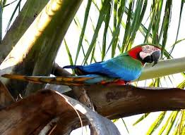 Image result for Acridocarpus chloropterus