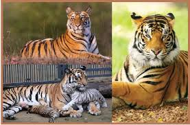 Jul 27, 2021 · asia society is the leading educational organization dedicated to promoting mutual understanding and strengthening partnerships among peoples, leaders and institutions of asia and the united states in a global context. International Tiger Day 2020 Quotes Messages Slogans Wishes Importance And More