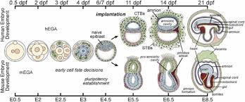 Select All The Correct Images. Which Organisms Undergo Carnegie Stages? ​ -  Brainly.Com