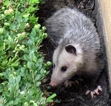 How To Get Opossums Out Of The Garden Opossum Possum Pets