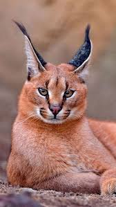 caracal animals animals beautiful caracal cat